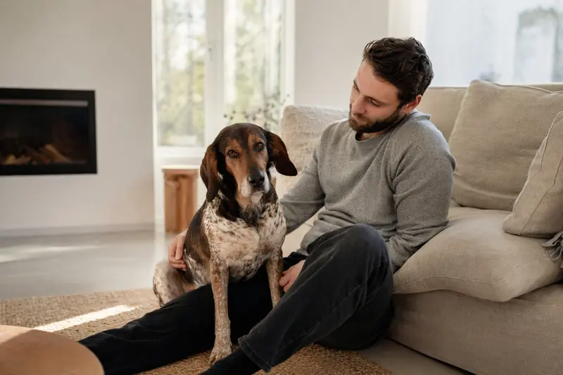 Ein glücklicher Sauerländer Dachsbracke sitzt entspannt neben seinem Besitzer in einer modernen Wohnung.