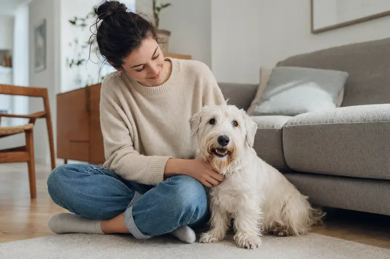 Glücklicher Sealyham Terrier sitzt entspannt neben seinem Besitzer in einer modernen Wohnung.
