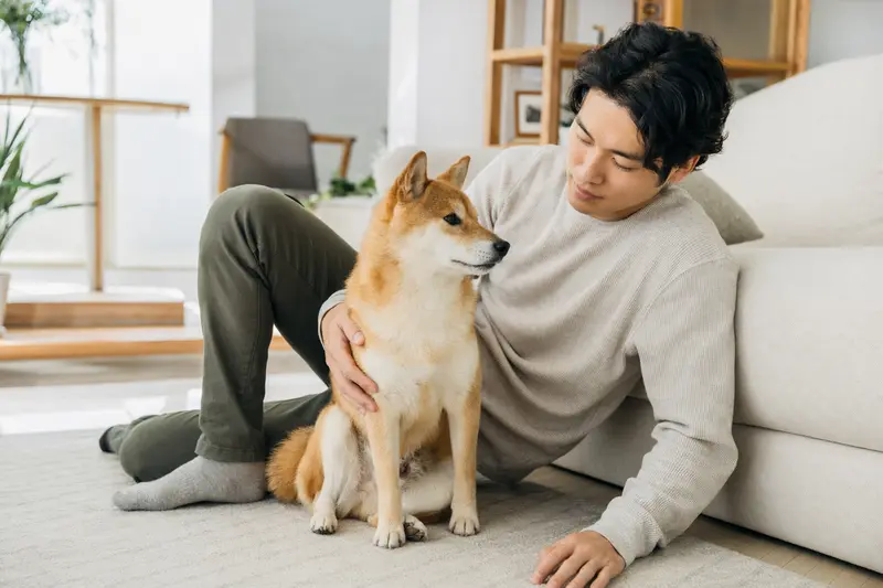 Ein glücklicher Shiba Inu sitzt entspannt neben seinem Besitzer in einer modernen Wohnung und strahlt Vertrauen aus.