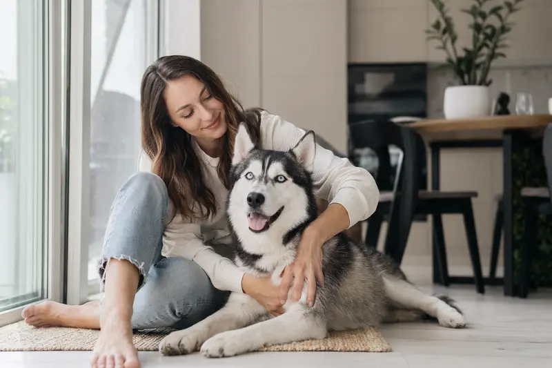 Ein entspannter Siberian Husky sitzt neben seinem Besitzer in einer hellen Wohnung und vermittelt eine vertrauensvolle Atmosphäre.