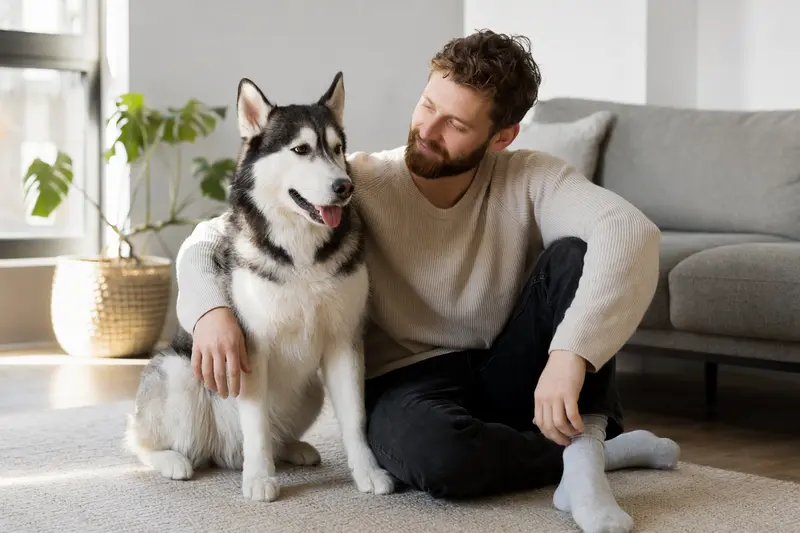 Ein gesunder Sibirischer Husky sitzt entspannt neben seinem Halter in einer modernen Wohnung.