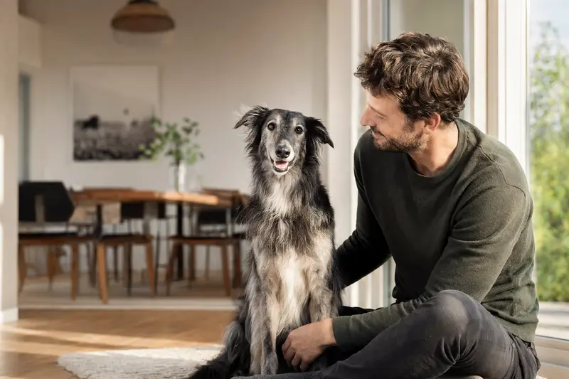 Ein gesunder Silken Windhund sitzt entspannt neben seinem Besitzer in einer modernen Wohnung.