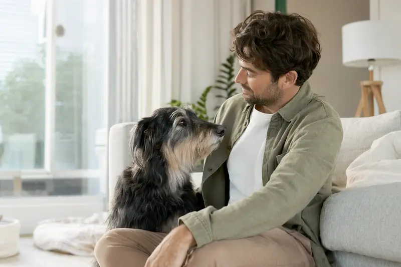 Ein gesunder Skookum sitzt entspannt neben seinem Besitzer in einer modernen Wohnung, umgeben von einer warmen Lichtatmosphäre.