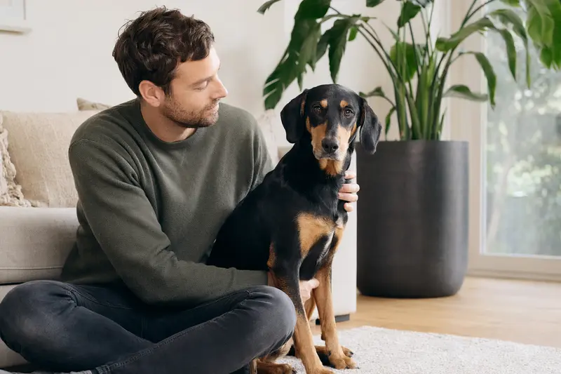 Ein glücklicher Slowakischer Bracke sitzt entspannt neben seinem Besitzer in einer hellen Wohnung und strahlt Gesundheit und Zufriedenheit aus.