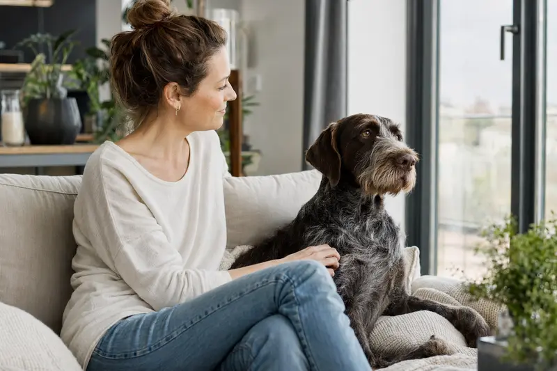 Ein glücklicher Slowakischer Vorstehhund sitzt entspannt neben seinem Halter in einer modernen Wohnung.