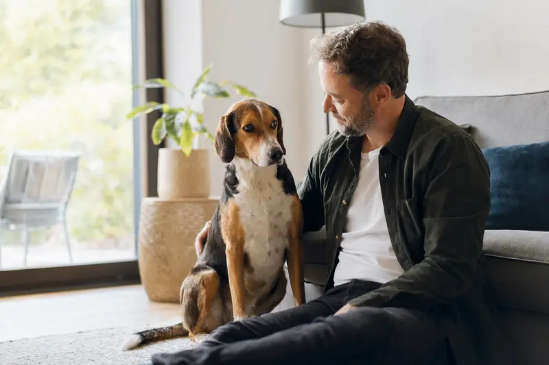 Ein entspannter Smalandsstövare sitzt neben seinem Besitzer in einer angenehmen Wohnatmosphäre.