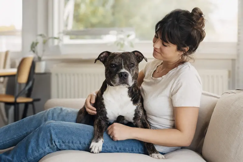 Glücklicher Staffordshire Terrier sitzt entspannt neben seinem Halter in einer hellen Wohnung mit natürlichem Licht.