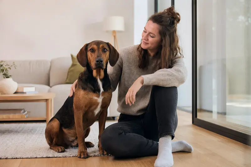 Ein glücklicher Steirische Bracke entspannt neben seinem Besitzer in einer hellen, modernen Wohnung.