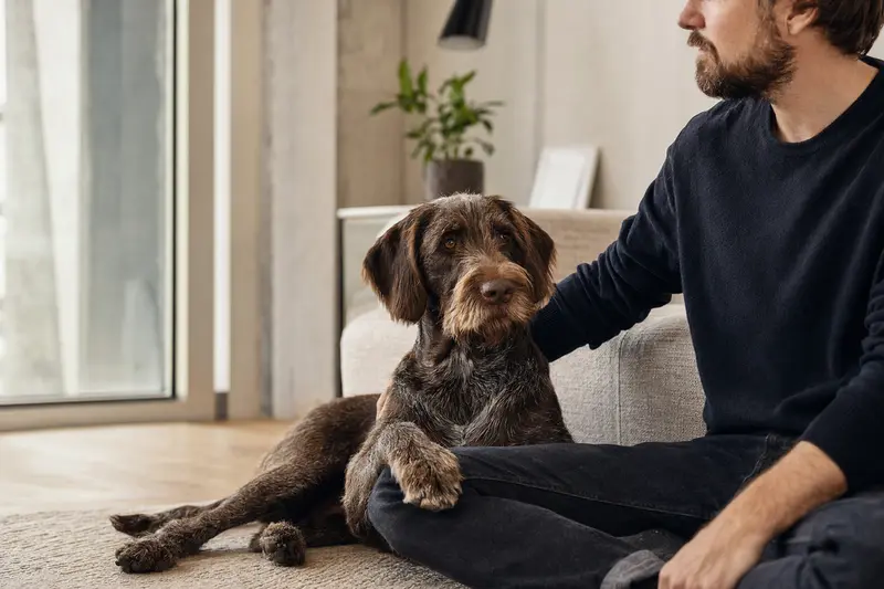 Ein entspannter Stichelhaariger Bosnischer Laufhund sitzt neben seinem Halter in einer modernen Wohnung und vermittelt eine vertrauensvolle Atmosphäre.