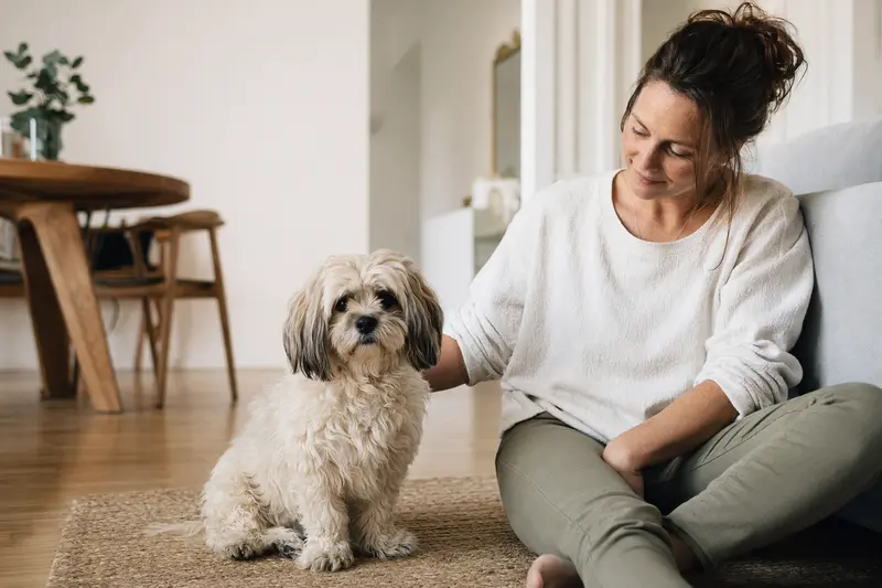 Ein glücklicher Tibet Apso sitzt entspannt neben seinem Halter in einer modernen Wohnung.