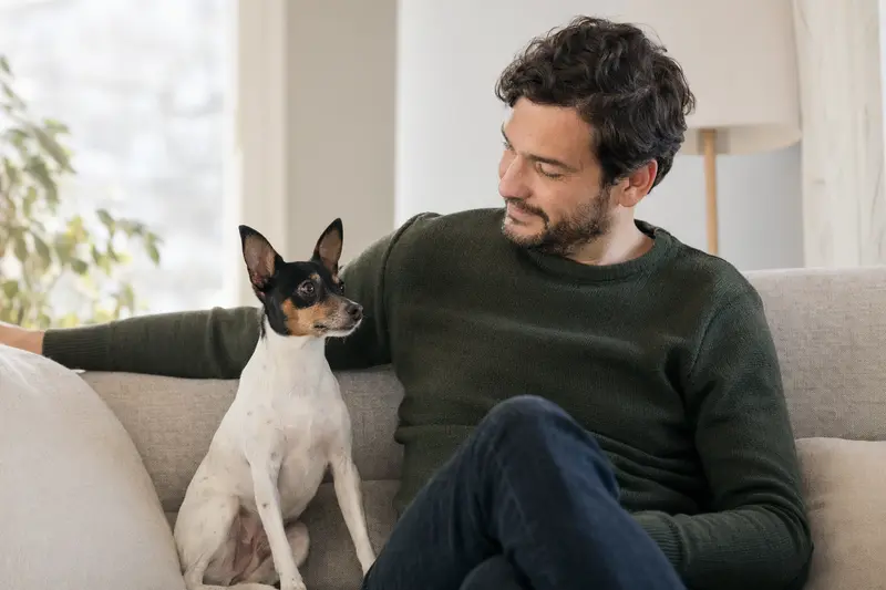 Glücklicher Toy Fox Terrier sitzt entspannt neben seinem Halter in einer hellen modernen Wohnung.
