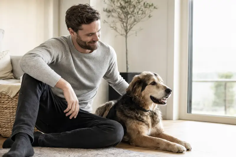 Ein glücklicher Transmontano sitzt entspannt neben seinem Halter in einer hellen modernen Wohnung und vermittelt Vertrauen und Geborgenheit.