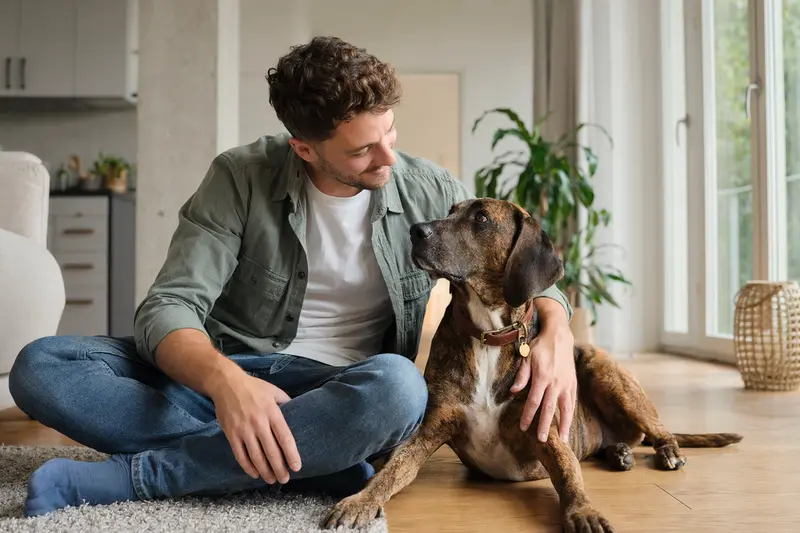 Ein freundlicher Treeing Tennessee Brindle Coonhound sitzt entspannt neben seinem Halter in einer hellen modernen Wohnung und vermittelt Vertrauen rund um die Hundeversicherung.