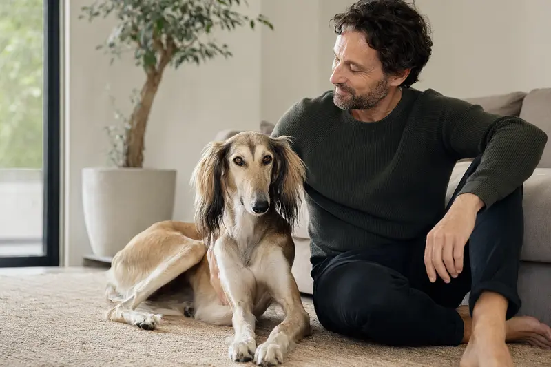 Ein glücklicher Tuareg-Windhund sitzt entspannt neben seinem Halter in einer hellen Wohnung und vermittelt Vertrauen und Sicherheit rund um die Hundversicherung.