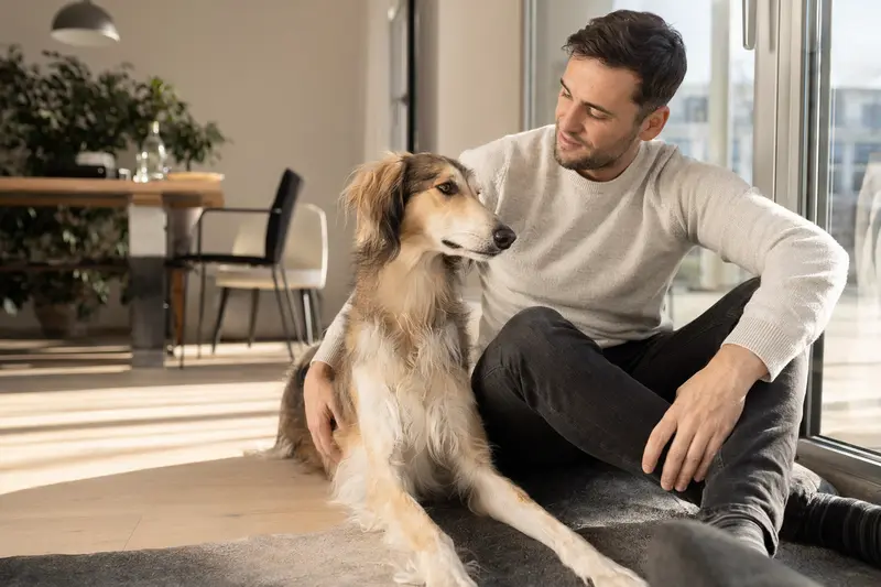 Glücklicher Ungarischer Windhund sitzt entspannt neben seinem Halter in einer hellen modernen Wohnung.