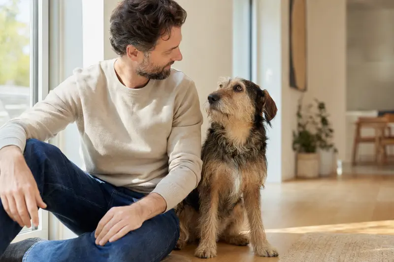 Ein entspannter Villano de las Encartaciones sitzt neben seinem Halter in einer modernen Wohnung und strahlt Glück aus.