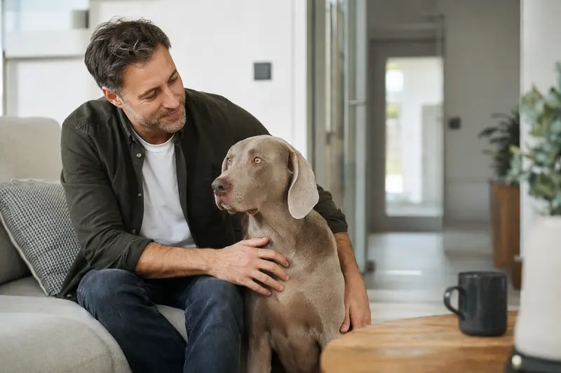 Ein entspannter Weimaraner sitzt neben seinem Besitzer in einer modernen Wohnung und strahlt Zufriedenheit aus.