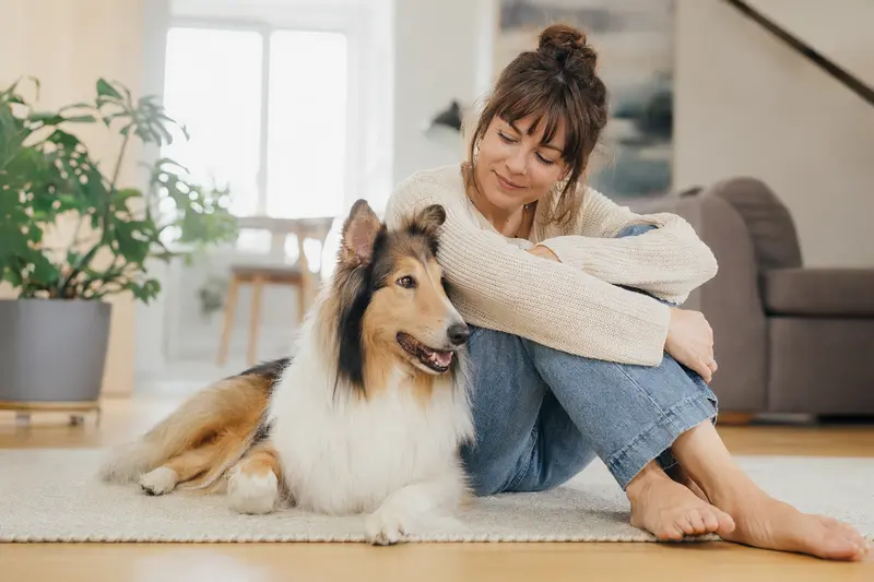 Ein gesunder, glücklicher Welsh Collie sitzt entspannt neben seinem Besitzer in einer modernen Wohnung.