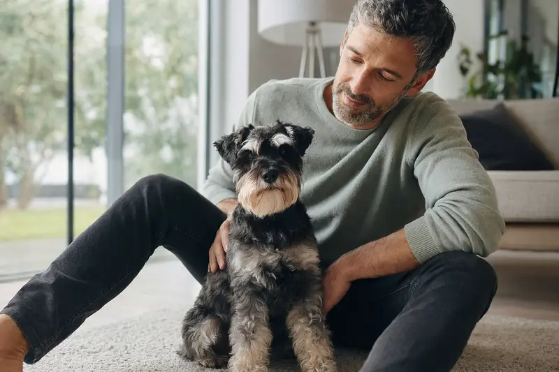 Ein glücklicher Zwergschnauzer sitzt entspannt neben seinem Halter in einer hellen Wohnung und strahlt Wohlbefinden aus.