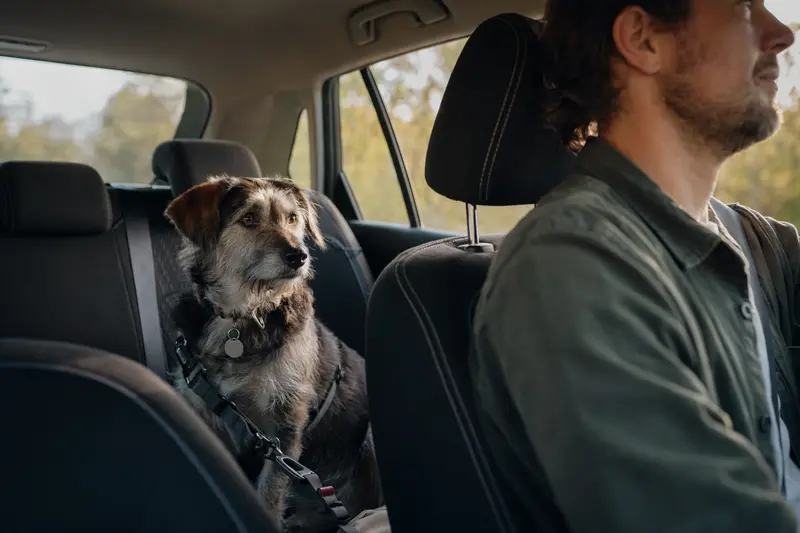 Ein sicher angeschnallter Golden Retriever auf der Rückbank eines Autos, während der Besitzer fährt.