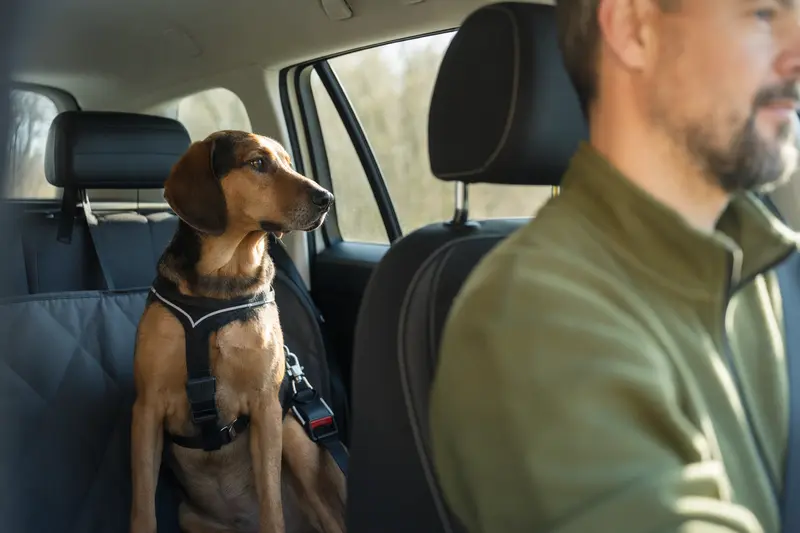 Ein Gonczy Polski Hund sitzt sicher angeschnallt auf der Rückbank eines Autos, während die Sonne durch das Fenster scheint.