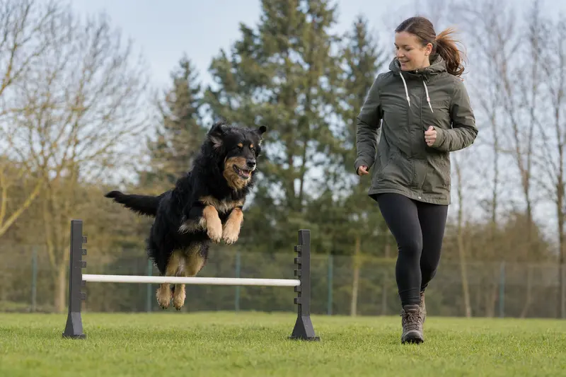 Ein aktiver Goralenhund springt mit seinem Besitzer über eine kleine Trainingshürde auf dem Hundeplatz.