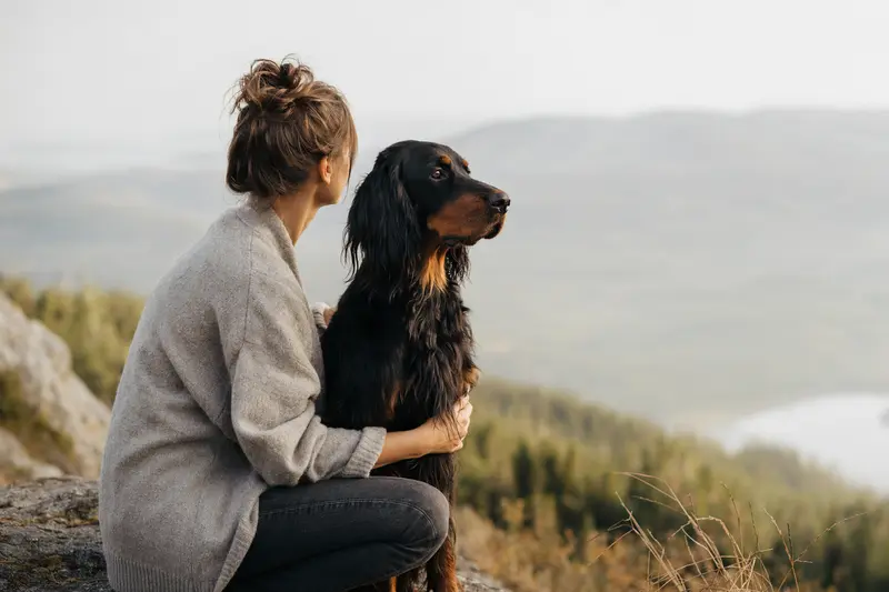 Ein aufmerksam stehender Gordon Setter vor hellem Hintergrund als realistisches Hundeporträt.