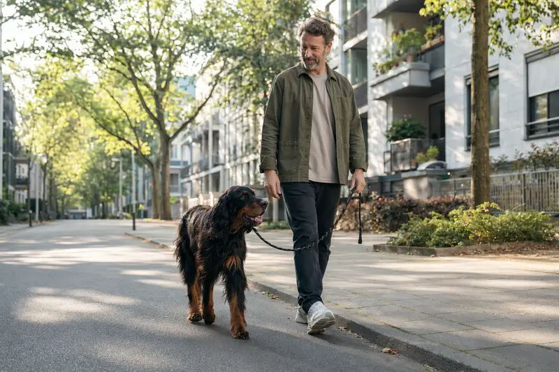 Ein Gordon Setter läuft entspannt an der Leine mit seinem Besitzer durch eine moderne Stadtstraße.