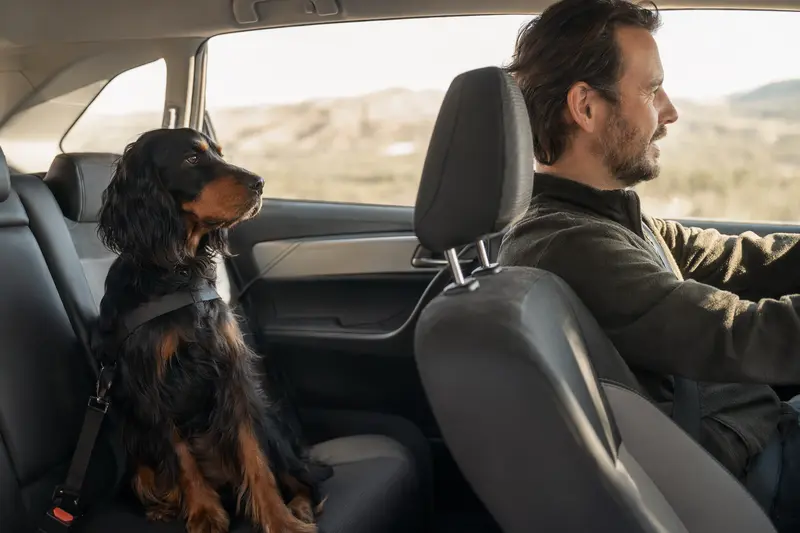 Ein Gordon Setter sitzt sicher angeschnallt auf der Rückbank eines Autos und genießt das Sonnenlicht.