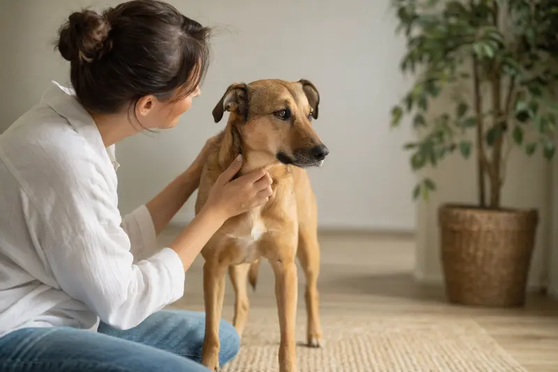 Ein aufmerksam stehender Gos Rater Valencia Hund im realistischen Rasseportrait vor hellem Hintergrund.