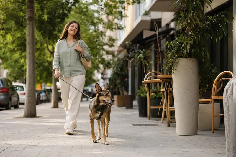 Ein Gos Rater Valencia Hund läuft entspannt an der Leine mit seinem Besitzer durch eine moderne Stadtstraße.