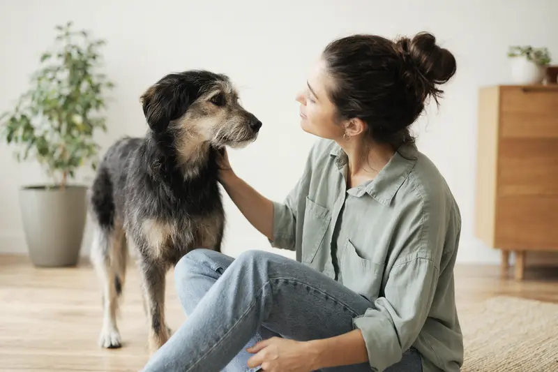 Grauhund in aufmerksamer, natürlicher Haltung vor hellem neutralem Hintergrund als realistisches Hundeporträt.