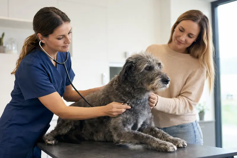 Ein farbenfrohes Bild zeigt einen ruhigen Grahund auf einem Untersuchungstisch, während eine freundliche Tierärztin ihn mit einem Stethoskop untersucht.
