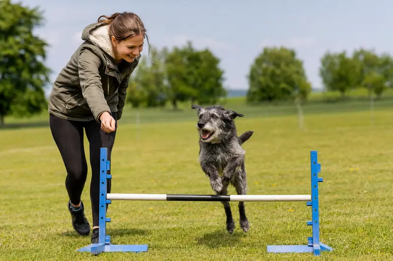 Ein Greyhound trainiert mit seinem Besitzer auf einem Hundeplatz über eine kleine Hürde und zeigt dabei Freude an Bewegung und sicherem Hundesport.