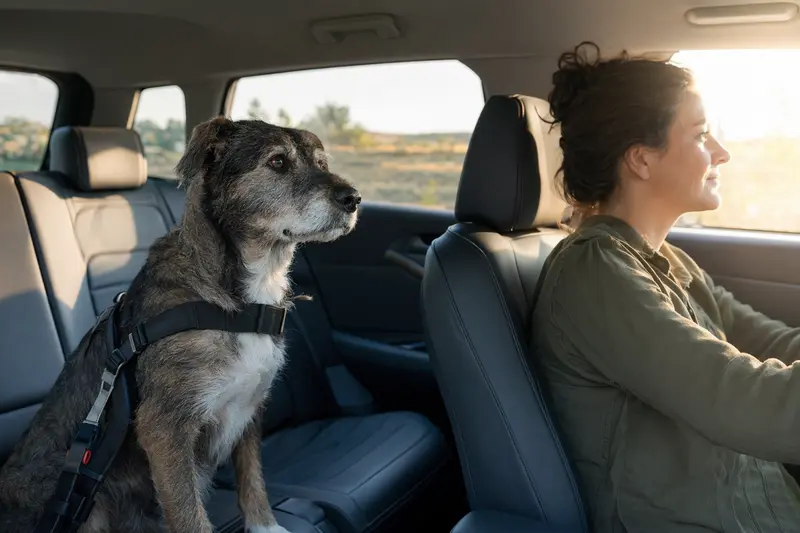 Ein Grahund Hund sitzt angeschnallt auf der Rückbank eines Autos, während sein Besitzer ruhig fährt und Sonnenlicht durch das Fenster strömt.
