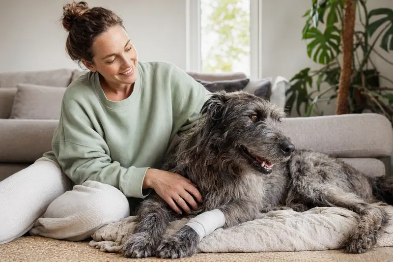 Ein Grahund mit leichtem Verband an der Pfote liegt entspannt neben seinem Besitzer in einer hellen Wohnung.