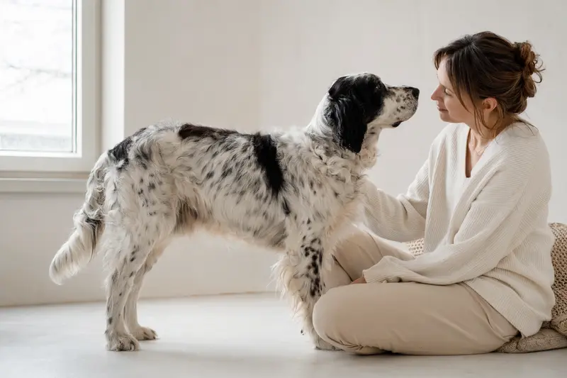 Grand Anglo Francais Hund in natürlicher Haltung vor hellem Hintergrund, als realistisches Hundeportrait mit klaren Details.