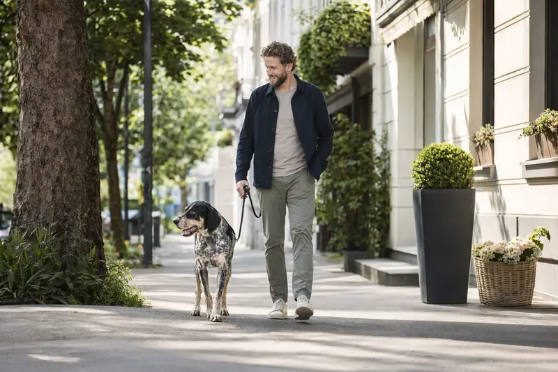 Ein Grand Anglo Francais Hund läuft an der Leine mit seinem Besitzer durch eine moderne Stadtstraße.