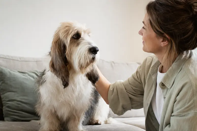 Grand Basset Griffon Vendéen Hund im Portrait vor hellem Hintergrund, aufmerksam stehend mit typischer Fellstruktur und natürlicher Körperhaltung.