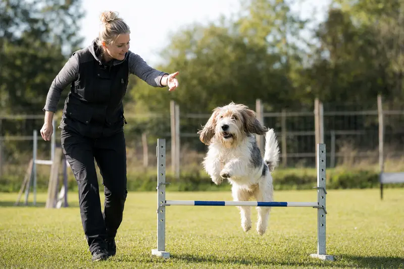 Ein Grand Basset Griffon Vendéen springt mit seinem Besitzer über eine kleine Trainingshürde auf dem Hundeplatz.