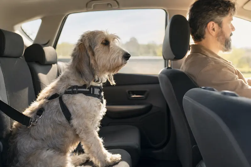 Ein Grand Basset Griffon Vendeen Hund, sicher angeschnallt auf der Rückbank eines Autos, strahlt Ruhe und Fürsorge aus.