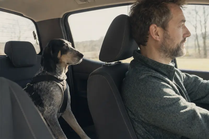 Ein Grand Bleu de Gascogne Hund sitzt sicher angeschnallt auf der Rückbank eines Autos, während der Besitzer aufmerksam fährt.