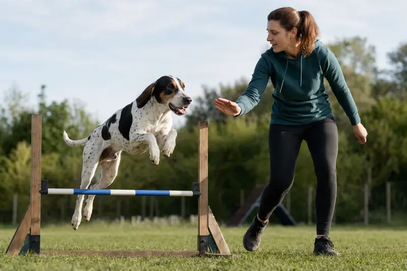 Ein Grand Gascon Saintongeois trainiert mit seinem Besitzer auf einem Hundeplatz über eine kleine Hürde und wirkt dabei sportlich, konzentriert und fröhlich.