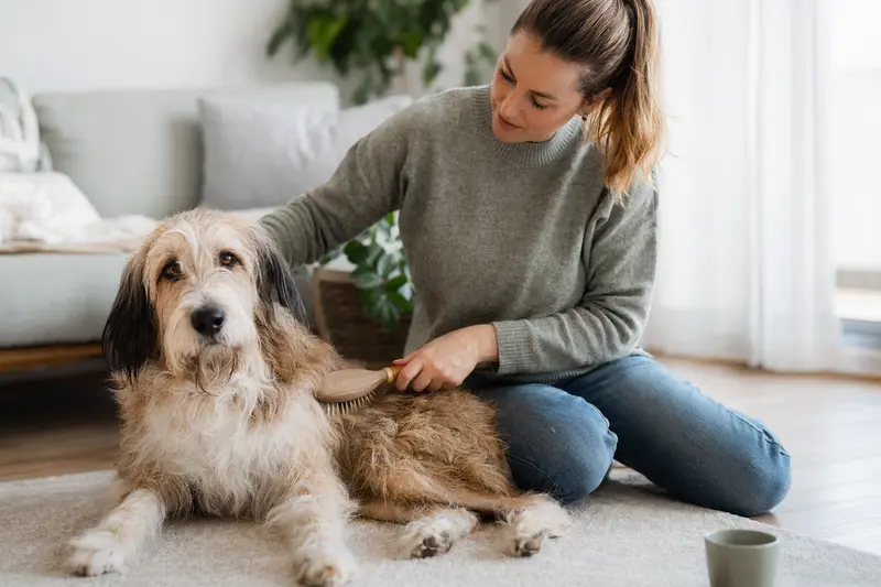 Ein Grand Griffon Vendeen wird in einer hellen Wohnung sanft gebürstet, während sein Besitzer liebevoll die Fellpflege übernimmt.