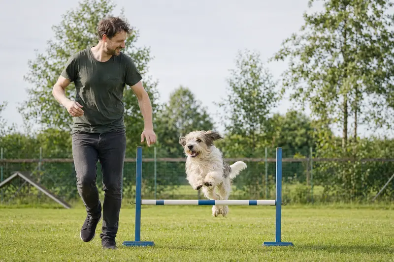 Ein Grand Griffon Vendeen trainiert mit seinem Besitzer auf einem Hundeplatz über eine kleine Hürde und wirkt dabei aufmerksam und freudig.