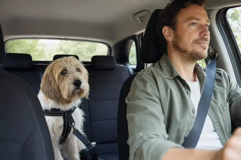 Ein Grand Griffon Vendeen Hund sitzt sicher angeschnallt auf der Rückbank eines Autos, während der Besitzer entspannt fährt.