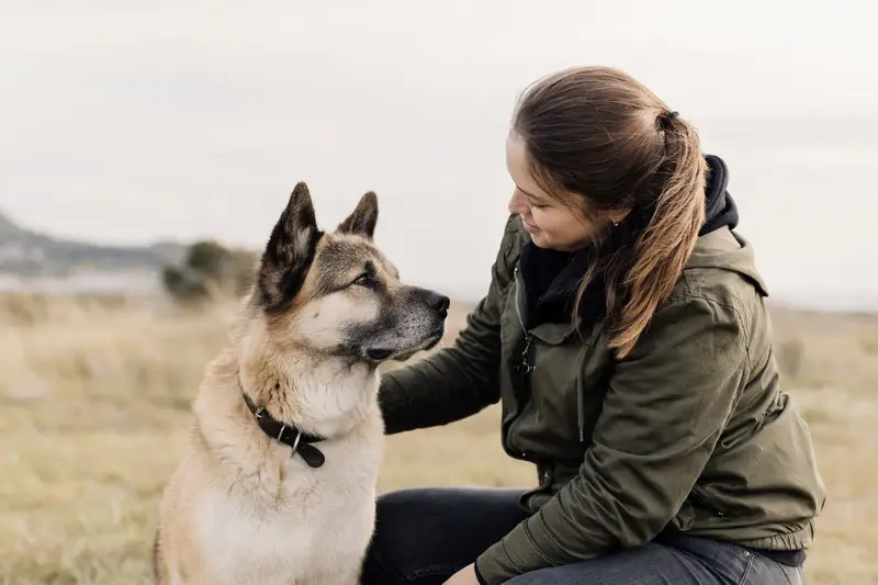 Ein aufmerksamer Great Japanese Dog steht in natürlicher Haltung vor hellem Hintergrund und zeigt typische Rassemerkmale im professionellen Hundeportrait.