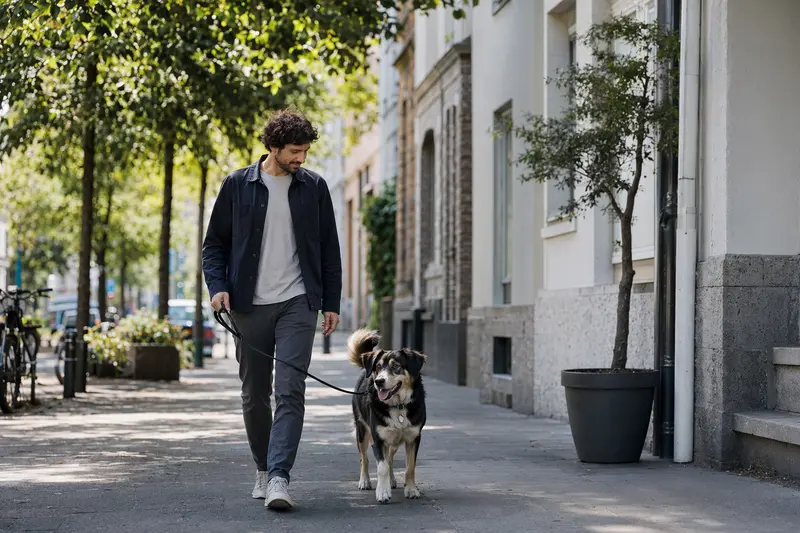 Ein Great Japanese Dog läuft an der Leine mit seinem Besitzer durch eine moderne Stadtstraße.