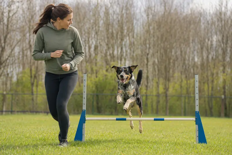 Ein Great Japanese Dog springt mit seinem Besitzer über eine kleine Trainingshürde auf dem Hundeplatz.