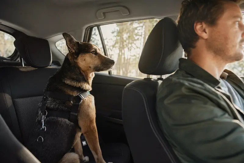 Ein gut erzogener Great Japanese Dog sitzt sicher angeschnallt auf der Rückbank eines Autos und genießt die Fahrt.